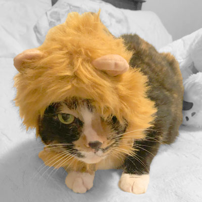 all-kinds-of-pets