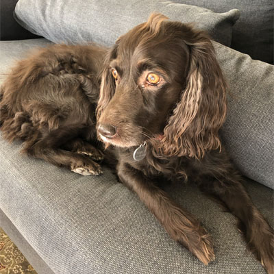 brown-yellow-eyes-dog
