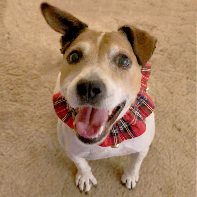 doggie-with-handkerchief
