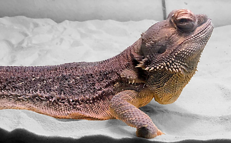 pet-lizard