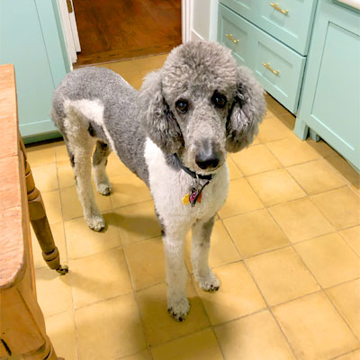 poddle-at-home