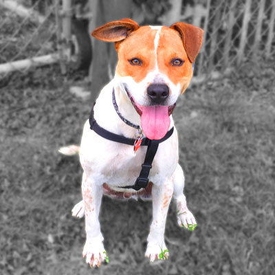 smiling-doggie
